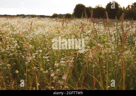 Daisies in meadow on summer day. Selective focus Stock Photo