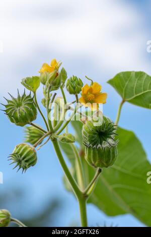 Abutilon theophrasti leaves and flowers. The plant is also known as  velvet plant, velvet weed, Chinese jute crown weed, button weed, lantern mallow, Stock Photo