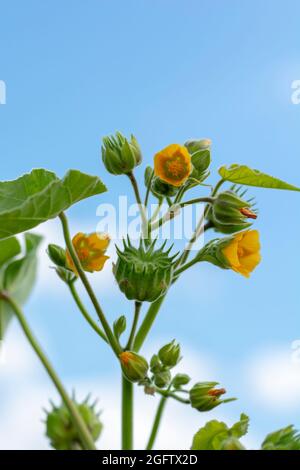 Abutilon theophrasti leaves and flowers. The plant is also known as  velvet plant, velvet weed, Chinese jute crown weed, button weed, lantern mallow, Stock Photo