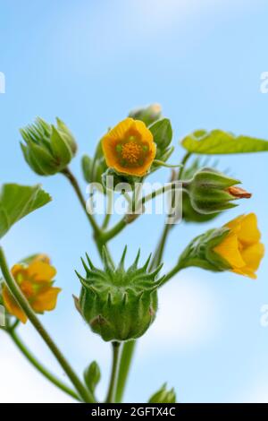 Abutilon theophrasti leaves and flowers. The plant is also known as  velvet plant, velvet weed, Chinese jute crown weed, button weed, lantern mallow, Stock Photo