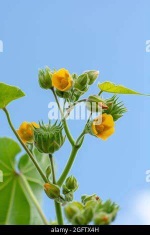 Abutilon theophrasti leaves and flowers. The plant is also known as  velvet plant, velvet weed, Chinese jute crown weed, button weed, lantern mallow, Stock Photo