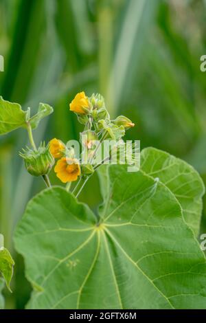 Abutilon theophrasti leaves and flowers. The plant is also known as  velvet plant, velvet weed, Chinese jute crown weed, button weed, lantern mallow, Stock Photo