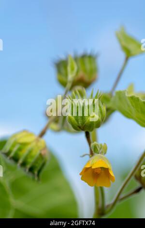 Abutilon theophrasti leaves and flowers. The plant is also known as  velvet plant, velvet weed, Chinese jute crown weed, button weed, lantern mallow, Stock Photo