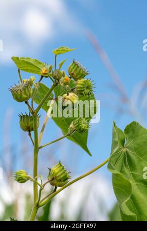 Abutilon theophrasti leaves and flowers. The plant is also known as  velvet plant, velvet weed, Chinese jute crown weed, button weed, lantern mallow, Stock Photo