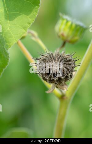 Abutilon theophrasti leaves and flowers. The plant is also known as  velvet plant, velvet weed, Chinese jute crown weed, button weed, lantern mallow, Stock Photo