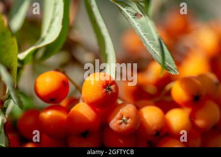 Rowan (Sorbus aucuparia) fruits and leaves in the summer. Mountain-ash berries on the branch. Stock Photo