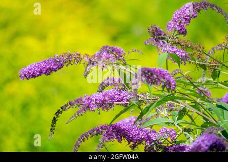Buddleia bush garden Buddleia davidii Pink Buddleia Stock Photo