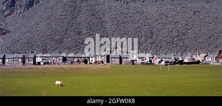 Historical archive view of 1990s industrial waste landscape in Blaenau Ffestiniog with terrace row of housing and chapel seen in 1995 sunshine with drab backdrop of slate quarry debris tip beyond peoples homes with a solitary sheep grazing on football pitch a 90s archival image in Gwynedd North Wales UK Stock Photo