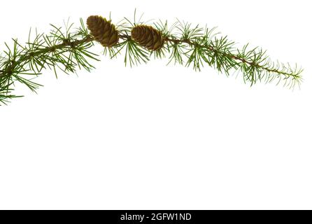 Larch branch with cones isolated on white background Stock Photo