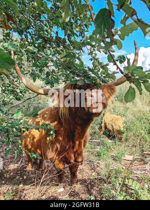 Long horns and a long shaggy coat beef cattle close up Stock Photo - Alamy