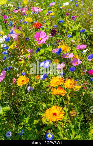 Wildblumenwiese, viele verschiedene Blumen und Pflanzen, wichtiges Biotop für Insekten, Stock Photo