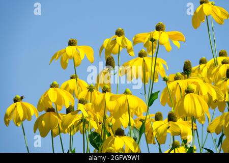 Rudbeckia laciniata ‘Herbstsonne’ Cutleaf Coneflower Gloriosa Daisy Stock Photo