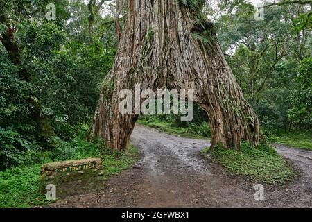 Fig Tree Arch, road throug a fig tree, Arusha National Park, Tanzania, Africa Stock Photo
