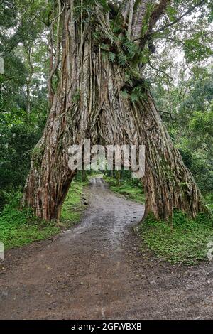 Fig Tree Arch, road throug a fig tree, Arusha National Park, Tanzania, Africa Stock Photo