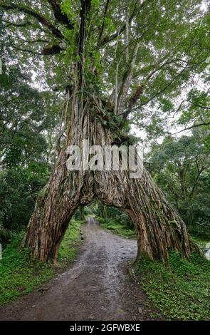 Fig Tree Arch, road throug a fig tree, Arusha National Park, Tanzania, Africa Stock Photo