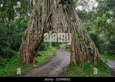 Fig Tree Arch, road throug a fig tree, Arusha National Park, Tanzania, Africa Stock Photo