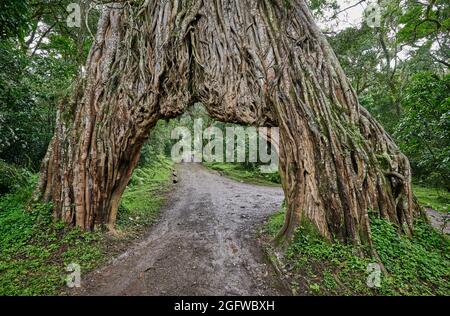 Fig Tree Arch, road throug a fig tree, Arusha National Park, Tanzania, Africa Stock Photo
