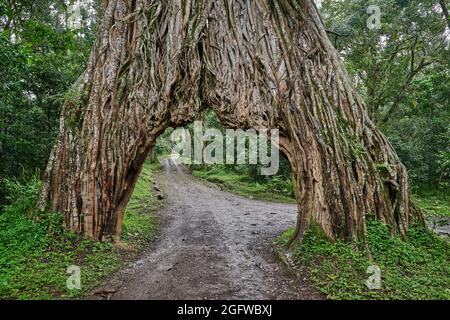 Fig Tree Arch, road throug a fig tree, Arusha National Park, Tanzania, Africa Stock Photo