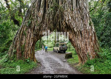 guide with tourist at Fig Tree Arch, road throug a fig tree, Arusha National Park, Tanzania, Africa Stock Photo