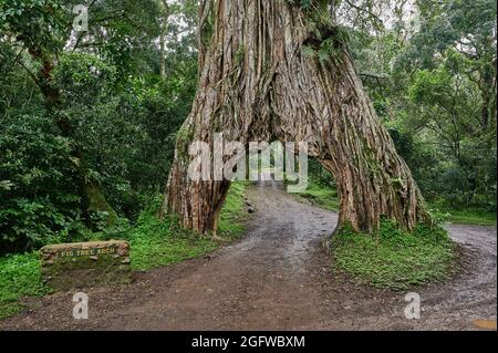 Fig Tree Arch, road throug a fig tree, Arusha National Park, Tanzania, Africa Stock Photo