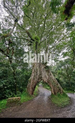 Fig Tree Arch, road throug a fig tree, Arusha National Park, Tanzania, Africa Stock Photo