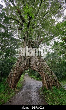 Fig Tree Arch, road throug a fig tree, Arusha National Park, Tanzania, Africa Stock Photo