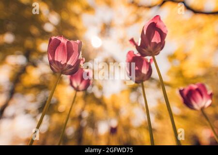 Beautiful pink tulip on blurred spring sunny background. Bright pink tulip flower background. Love floral nature, sun rays in forest landscape blurred Stock Photo