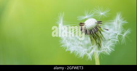 Dream nature banner. Closeup dandelion on natural background. Nature season, flora, blossom detail, abstract soft blue floral nature concept Stock Photo