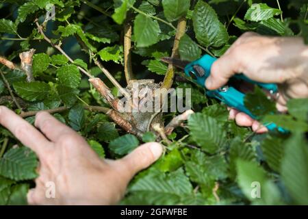 cutting a branch whisk in a hedge to create a nesting opportunity for a cup nest, Germany Stock Photo