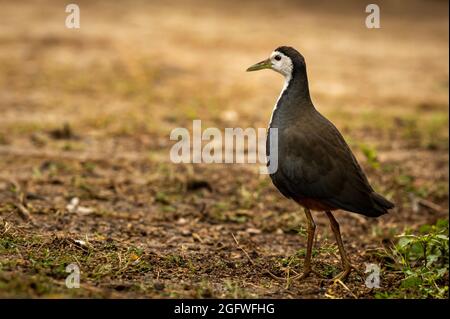 White breasted waterhen or Amaurornis phoenicurus portrait at keoladeo national park or bharatpur bird sanctuary rajasthan india Stock Photo