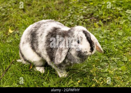 dwarf rabbit (Oryctolagus cuniculus f. domestica), Lop rabbit Stock Photo