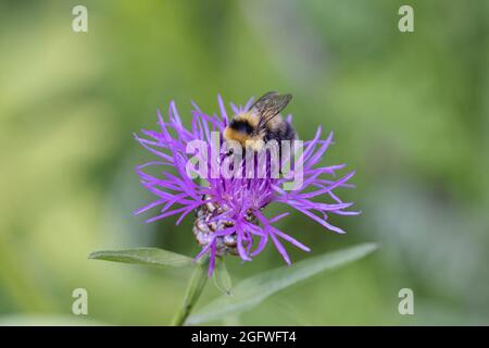small garden bumble bee (Bombus hortorum, Megabombus hortorum), on knapweed flower, Germany, Bavaria Stock Photo