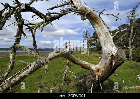 Gaunt skeleton of dead pine tree on the shore of Loch Fleet, United Kingdom, Scotland, Sutherland, Golspie Stock Photo