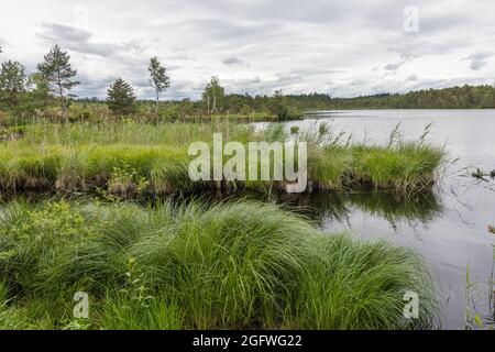 Small moor pond, renaturated hifg moor, Germany, Bavaria, Schoenramer Filz, Laufen Stock Photo