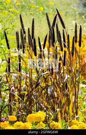 Late summer herbaceous border Ornamental Millet Pennisetum Stock Photo