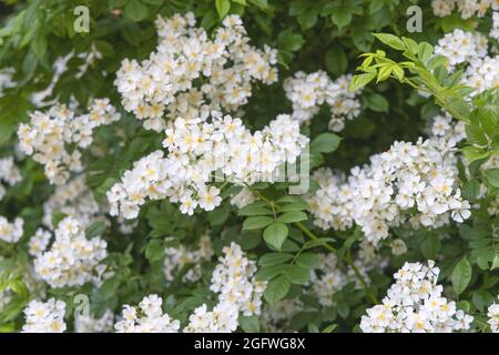 Japanese rose, multiflora rose, rambler rose (Rosa multiflora), blooming, Germany, Bavaria Stock Photo