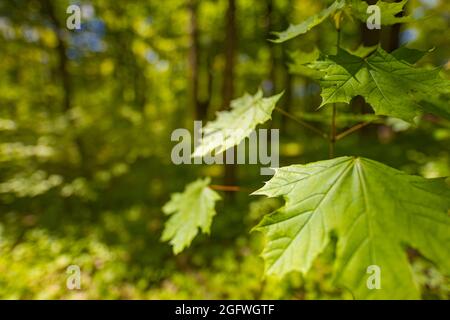 Fresh green leaves on green blurred bokeh forest landscape backgrounds. Relaxing peaceful woodland closeup, greenery, leaves. Spring summer nature Stock Photo