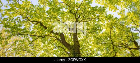 Looking up at green tops of trees. Relaxing nature concept, tree foliage morning light sunlight, sunrays. Bright green forest with blue sky amazing Stock Photo