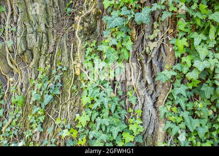 Spring background with tree bark and ivy in springtime. Green ivy leaves climbing up a tree trunk Stock Photo