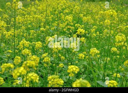 A mustard field covered with bright, yellow flowers. Selective focus. Stock Photo