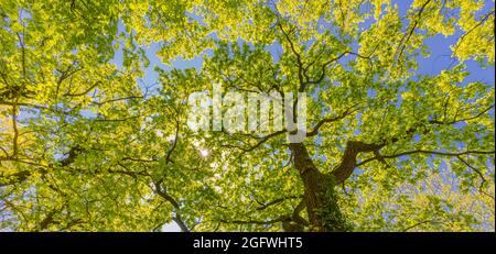 Looking up at green tops of trees. Relaxing nature concept, tree foliage morning light sunlight, sunrays. Bright green forest with blue sky amazing Stock Photo