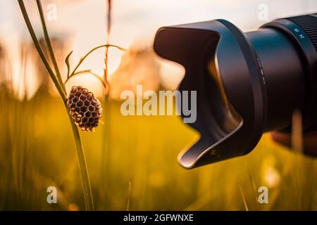 Macro photography lens close to meadow flower grass with empty bee nest on the grass in a park. Hobby, nature outdoor, recreational freedom activity Stock Photo