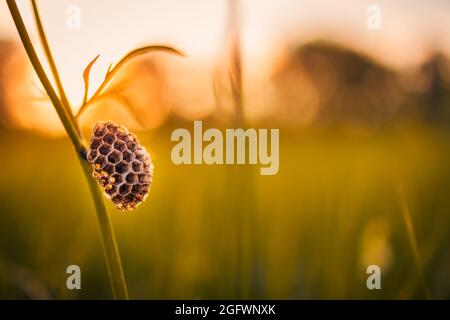 Abandoned honey bee nest on grass meadow with sunset light. Relax nature closeup, flora and fauna concept. Idyllic natural view, blurred forest field Stock Photo