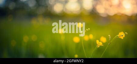 Abstract soft focus sunset field landscape of yellow flowers and grass meadow warm golden hour sunset sunrise time. Tranquil spring summer nature Stock Photo