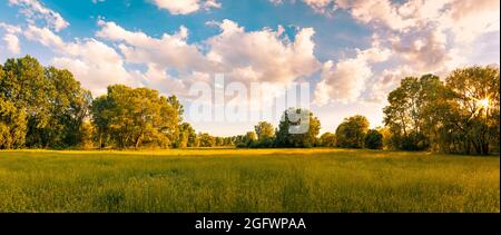 Landscape meadow warm golden hour sunset sunrise time. Tranquil spring summer nature closeup and blurred forest background. Idyllic nature panorama Stock Photo