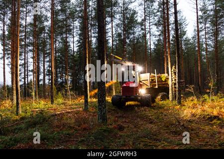 Forest machine working in forest Stock Photo