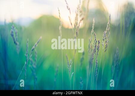 Abstract soft focus sunset field landscape of yellow flowers and grass meadow warm golden hour sunset sunrise time. Tranquil spring summer nature Stock Photo