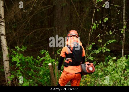 Lumberjack cutting tree in forest Stock Photo
