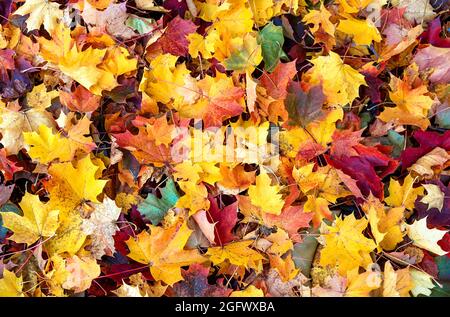 Colorful maple leaves nature background. Indian summer concept. Flat lay style. Copy space. Stock Photo