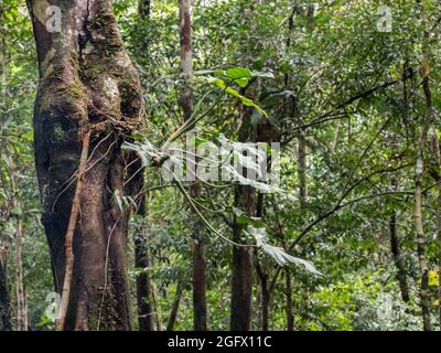 Tree covered with bromeliad found in the Amazon jungle. Bromeliads are plants that are adapted to different climates. Amazonia. Brazil, South America. Stock Photo